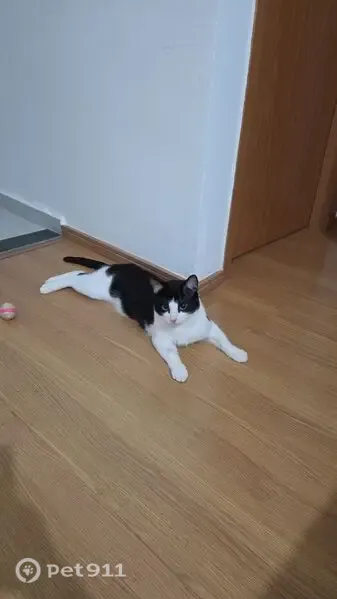 Gato perdido macho, Rua Coronel Domingos Marinho de Azevedo, 50 — dócil e preto e branco - photo