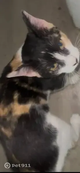 Lost cat, female, Bradford Drive, 3559, Beacon Square, Beacon Square — mostly white calico - photo