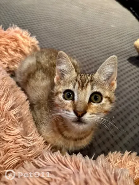 Gato perdido, Corvera de Asturias, Asturias, España, Sama — atigrado de 3 meses - photo
