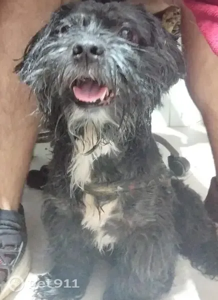 Cachorro encontrado, Parque Miami, Santo André — macho, preto e branco - photo