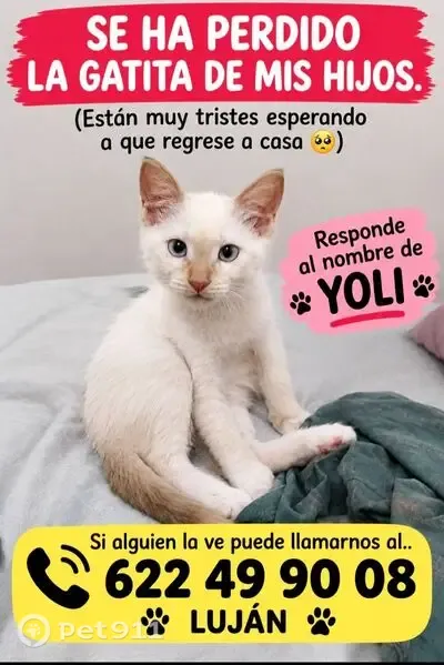 Gato perdido, Carrer del Farell, 1, Terrassa — blanco y con ojos celestes - photo