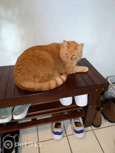Lost male cat, Hunters Ridge, Saint Charles — orange coat and green eyes - photo