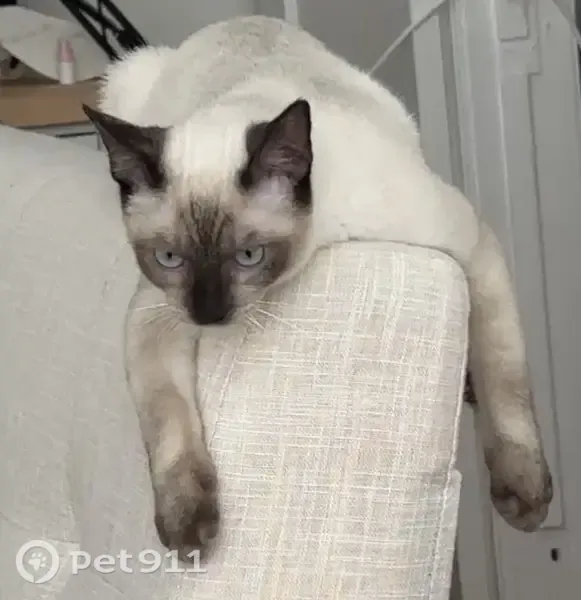 Lost cat, Whitley Avenue, 1825, Los Angeles — male Siamese - photo