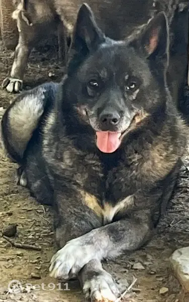 Lost dog, Ray, Ohio, Bridgeville — gray Norwegian Elkhound with a white chest tuft - photo