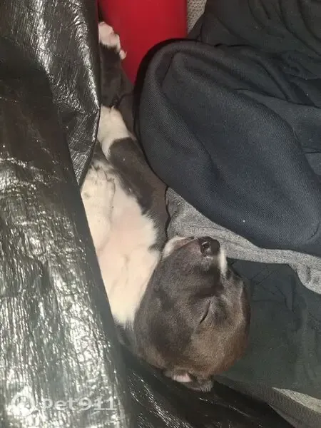 Lost male dog, East March Lane, 111, Stockton — blue-eyed puppy - photo