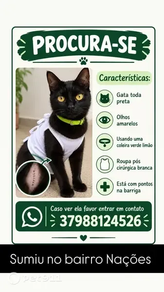 Gato perdido, Rua Jesus Jota, 1981 — coleira verde e roupa cirúrgica branca - photo