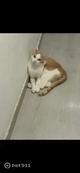 Gato perdido, macho, Avinguda de la Mare de Déu de Montserrat, 107, Barcelona, Horta-Guinardo — es bastante flaco - photo