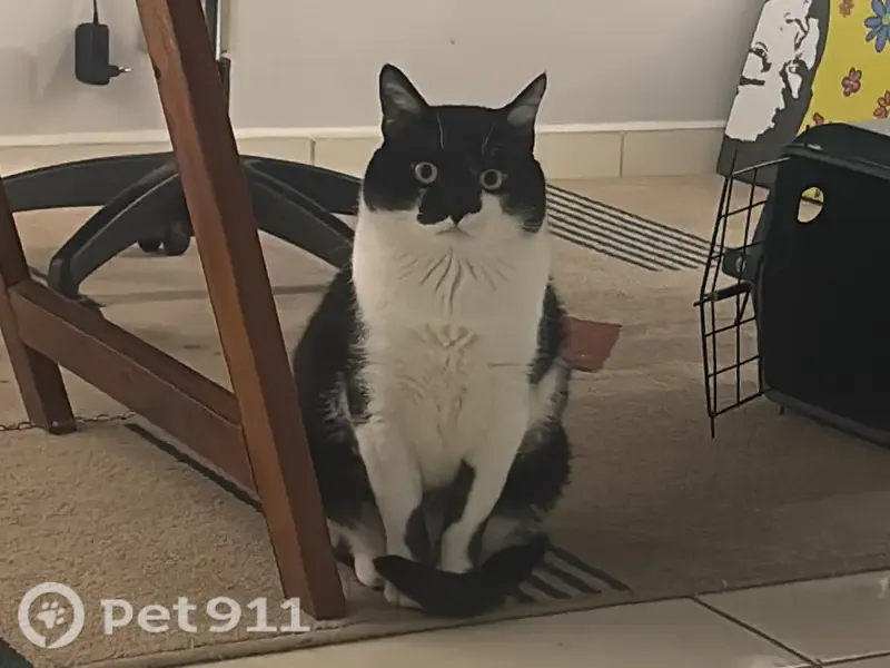 Gato perdido, macho, Rua Gregório de Matos, Paraná — máscara preta no rosto - photo