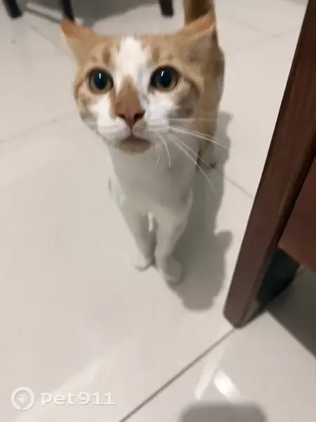 Gato encontrado, Chihuahua, Chihuahua, Mexico City — pequeño y blanco con naranja - photo