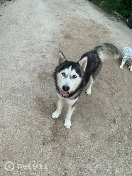 Perro perdido, Río Nilo, sn, La Paz — macho de tamaño mediano con ojos blancos - photo