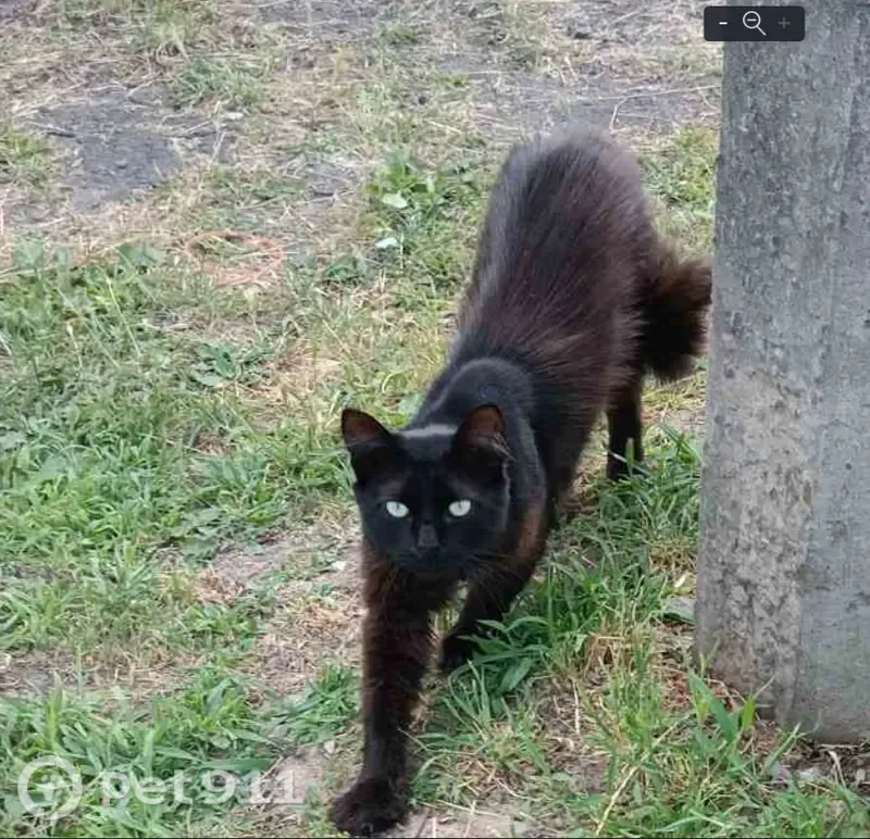 Зникла кішка, вулиця Якова Гандзюка, 10, Біла Церква — чорний кіт чоловічої статі, 1,5 року - photo