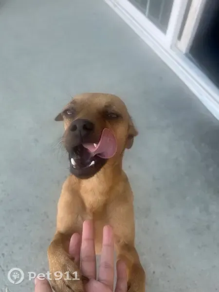 Lost Dog, South Jenifer Avenue, 970, Glendora — Small Brown Male Dog - photo