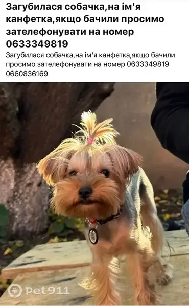 Зникла собака, дівчинка, вулиця Перемоги, Киїнка — йорк в ошийнику з QR-кодом - photo