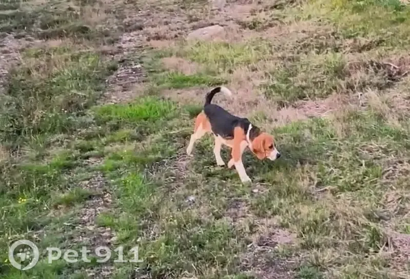 Perro perdido, hembra, en Coaxe, 36612 Catoira, Pontevedra, España, Vigo — desapareció entrenando en el monte - photo