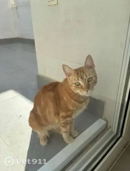 Gato perdido, Calle José Cano Albaladejo, 7, San Pedro del Pinatar, Lebrija — hembra asustadiza - photo