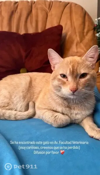 Encontrado gato macho, Avenida Facultad de Veterinaria, León, Madrid — asustado y con frío - photo