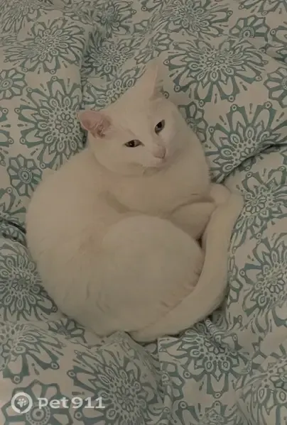 Gato perdido, hembra, Avenida Miramar, 17, Fuengirola — totalmente blanca y muy cariñosa - photo