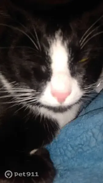 Lost cat, Hoodsport, Waterbury — male black-and-white tuxedo - photo