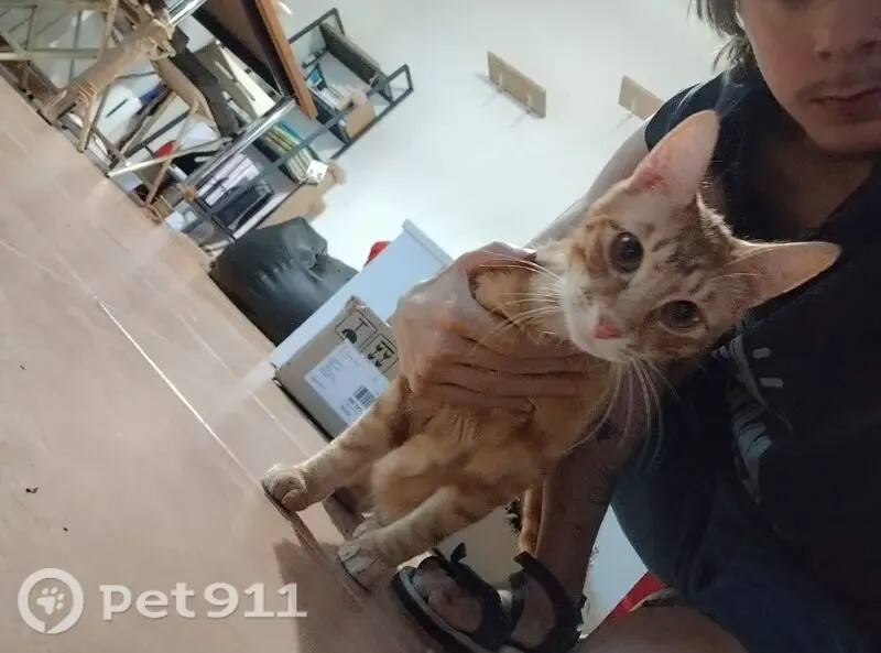 Gato perdido, Carrer de Falset, 27, Salou — parece gordete y es muy asustadizo - photo