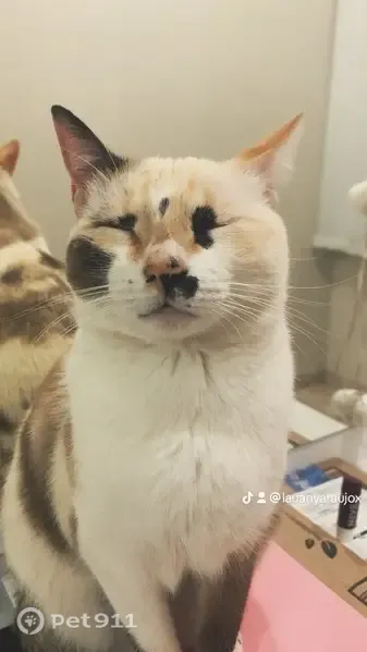 Gato perdido, Rua Serra do Cristal, 256 — gatinha mansa com manchinha preta no olho - photo