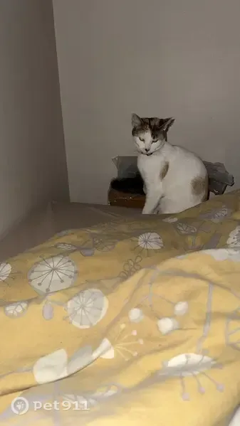 Lost cat, Lichfield Road, 3, Stepney — white with brown spots and a collar - photo