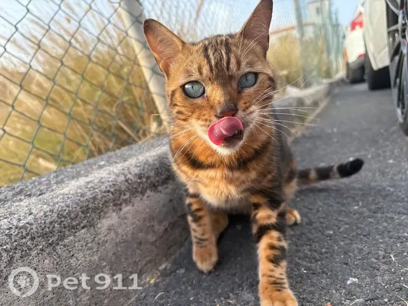 Gato perdido, Calle Néstor Álamo, 36, San Isidro, Granadilla de Abona — aspecto bengalí - photo