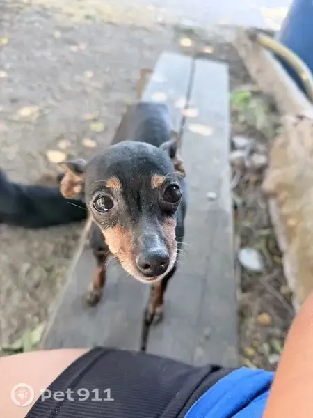 Perro perdido, Caracter Isla, 4, Andújar — hembra pequeña, negra y de edad avanzada - photo