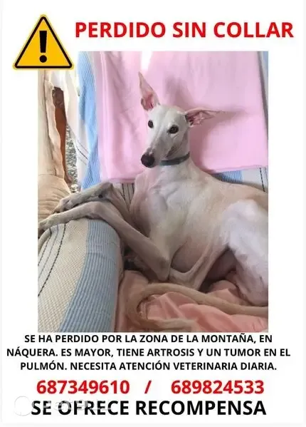 Perro perdido, Nàquera, Comunidad Valenciana, Sagunto — necesita atención veterinaria diaria - photo