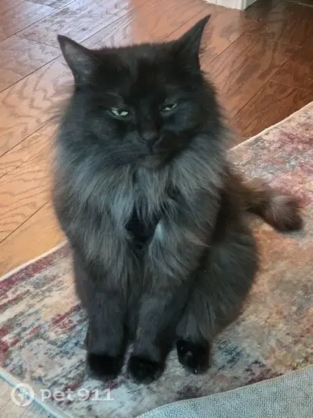 Lost male cat, Lebanon Street, 1440, Toledo, Toledo — bald spot at base of tail - photo