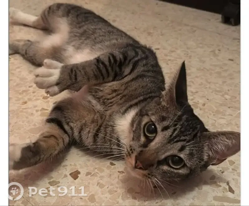 Gato perdido, Calle Arco, 13, Las Palmas de Gran Canaria — manso y tranquilo - photo