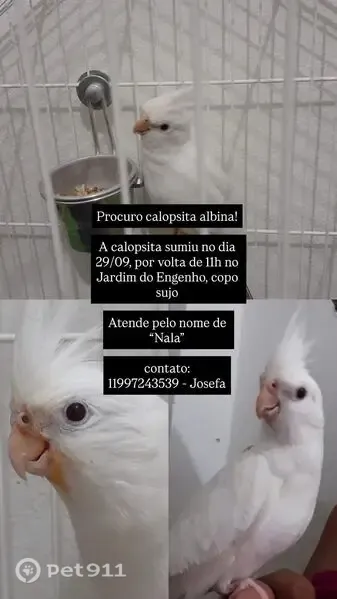 Pássaro perdido, Rua Jabutis, 512 — calopsita albina - photo
