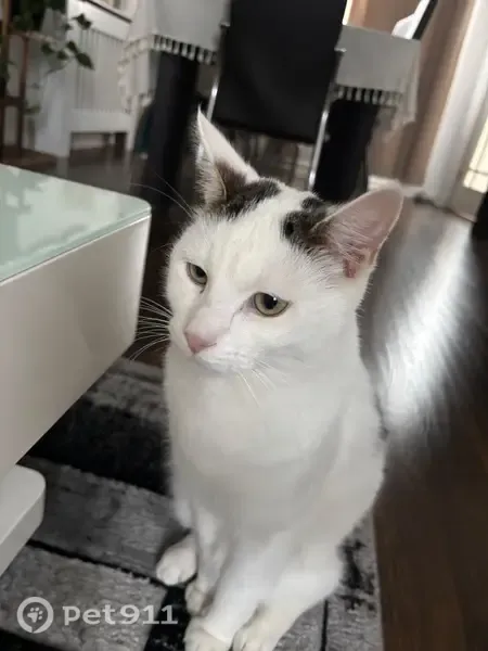 Lost cat, Charlewood Road, Broadway — male, white with greyish patches - photo