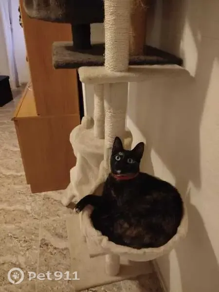 Gato perdido, hembra, Calle Félix Rodríguez de la Fuente, 9, Torrevieja — lleva collar identificativo - photo