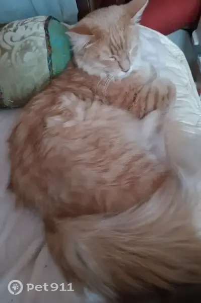 Lost cat, Effinger Street, 730, Las Vegas — male, orange and white long-haired - photo