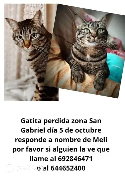 Gato perdido, hembra, Carrer de Mexico, 25, Alacant, Alicante — escapó del transportín - photo