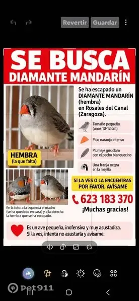 Ave perdida hembra, Zaragoza, Aragón, Madrid — se escapó por el balcón - photo