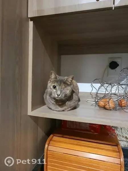 Lost cat, Cliffdale Road, 2, Hillcrest — female with a missing left eye - photo