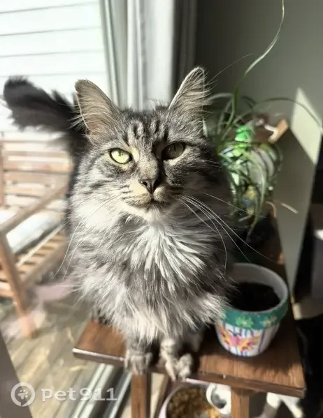 Lost cat, Salt Lick Drive, 1865, Lancaster — male, long-haired grey and white - photo