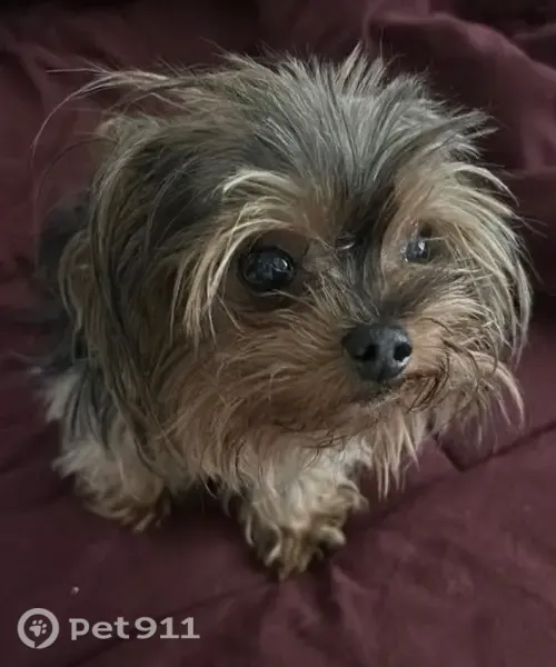 Lost female dog, La Presa Avenue, 857, Spring Valley — small senior Yorkie - photo