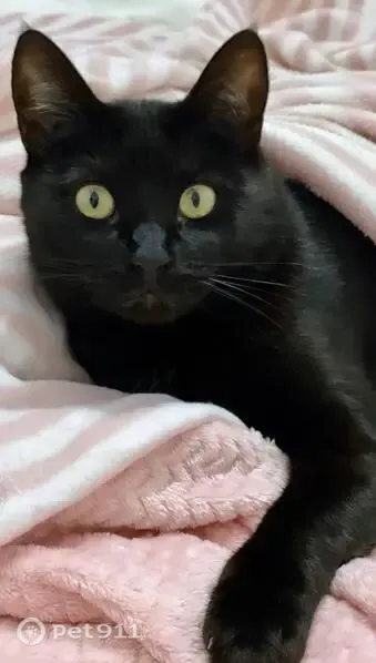 Gato perdido, macho, Calle Carboneros, Chiclana de la Frontera — pelo negro y brillante - photo