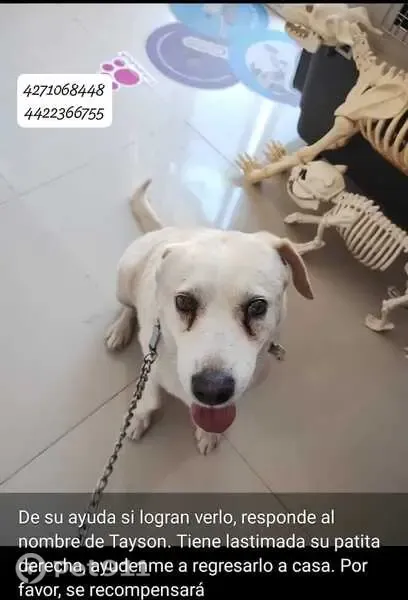 Perro perdido macho, Calle Paloma Hungara, San Juan del Río, San Juan del Río — tiene una pata derecha rota - photo