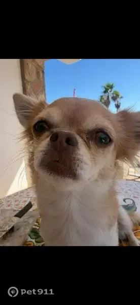 Perro perdido, Palma, Islas Baleares, Palma — chihuahua hembra de 3 años - photo