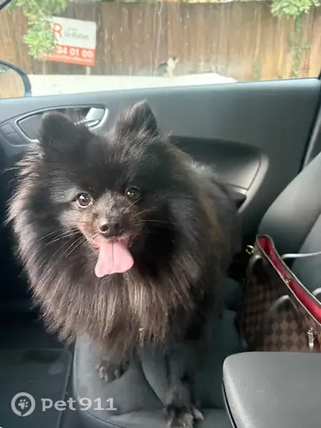 Perro encontrado, macho, Carrer Orendella, 11, L'Alfàs del Pi, Altea — desorientado y con hambre - photo