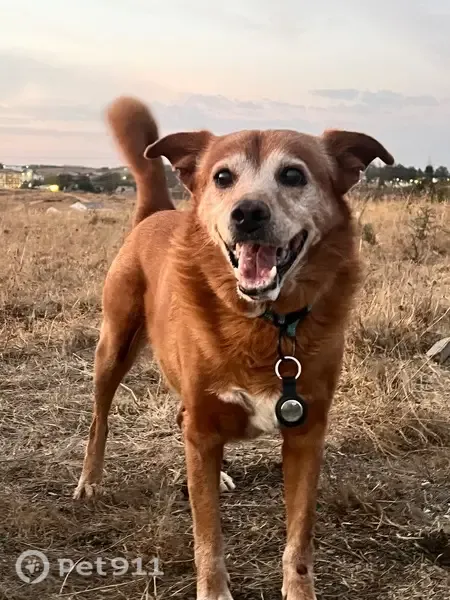 Perro perdido, Diseminado Ds Tejar Lagero, 7, Valverde del Camino, Huelva — tiene 13 años - photo