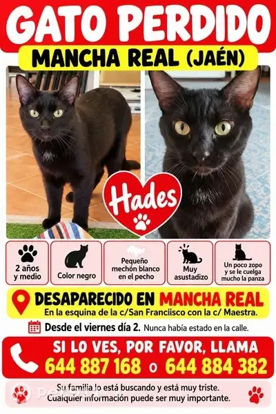Gato perdido macho, Calle San Francisco, 112, Mancha Real, Jaen — muy asustadizo - photo