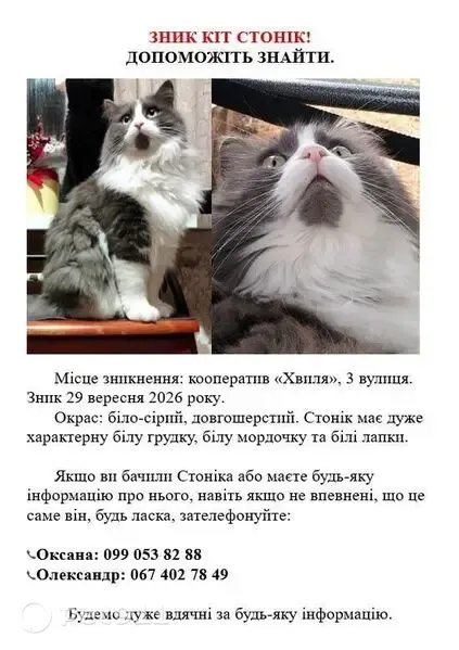 Зникла кішка, Пухівка, Київська область, Пухівка — довгошерстий самець із білою грудкою - photo