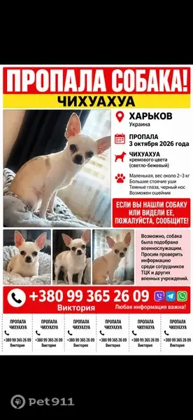 Зникла собака, Харків — чоловіка затримали, собаку відібрали - photo