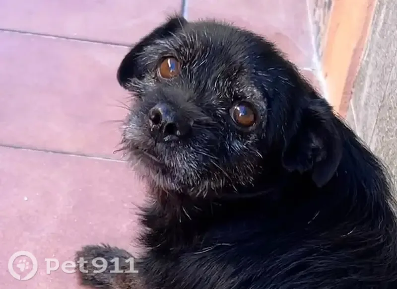 Perro perdido, Tacoronte, Canarias, Tacoronte — cicatriz en la ceja izquierda - photo