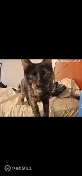 Lost cat, Snead Drive, 29010, Menifee — female indoor/outdoor cat - photo