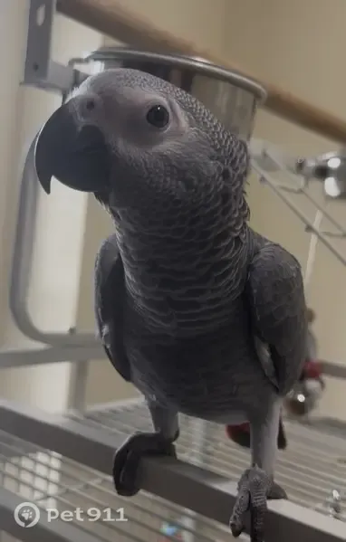Lost bird, West Windflower Court, Peoria — smart female parrot - photo